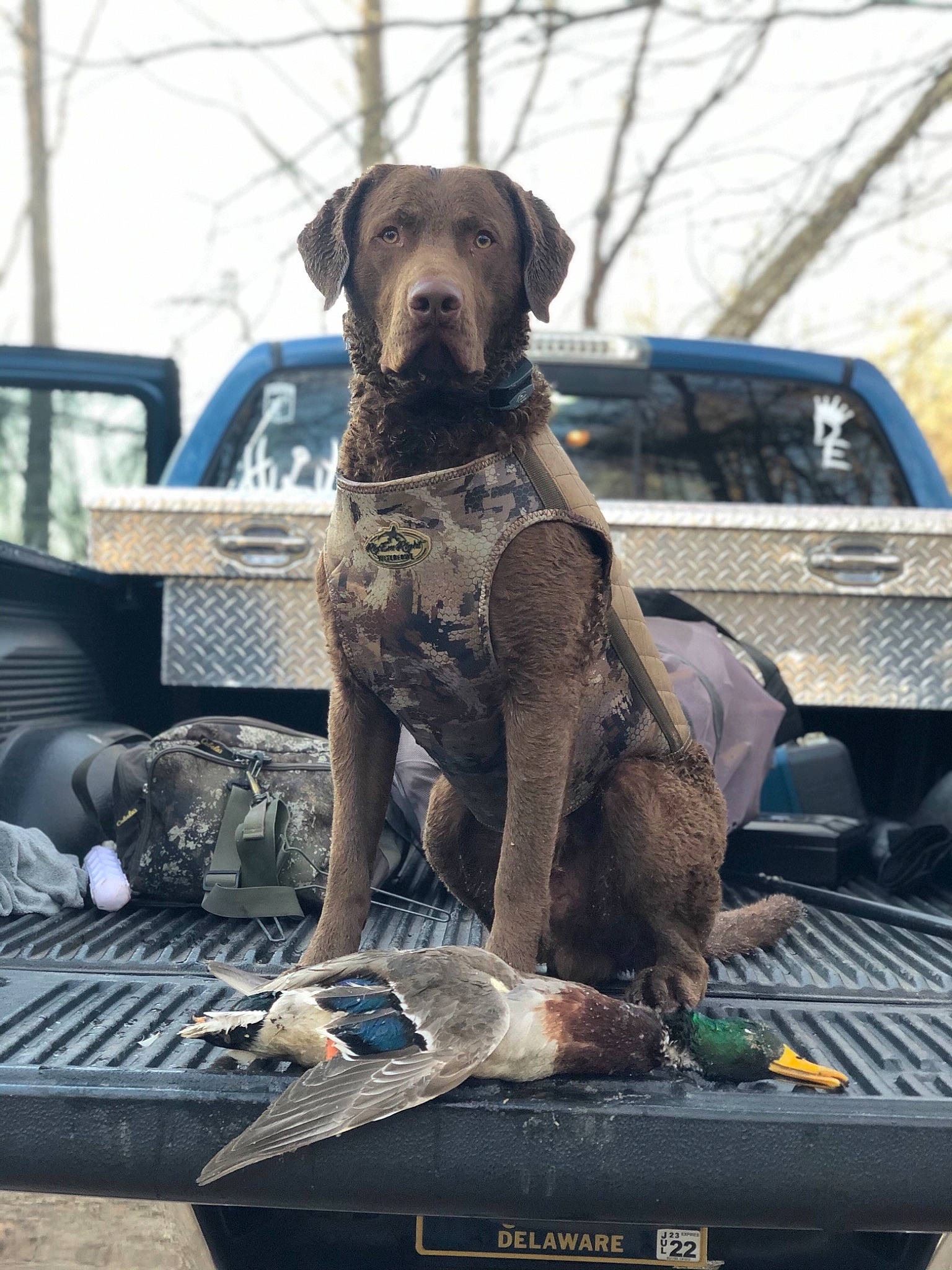 Gunner is registered to the contest to win money with this photo: automotive_exterior, automotive_tire, bumper, canidae, car, carnivore, companion_dog, dog, dog_breed, dog_collar, fawn, grille, gun_dog, hood, liver, metal, motor_vehicle, snout, sporting_group, vehicle