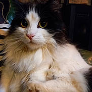 Mia a rejoint le concours — aidez-le/la à gagner de superbes lots ! big_eyes, black_and_white, cat, close_up, couch, ears, fluffy, furniture, furry_chest, indoor, long_haired, looking_at_camera, mammal, paw, pet, pink_nose, portrait, relaxed, soft_fur, whiskers