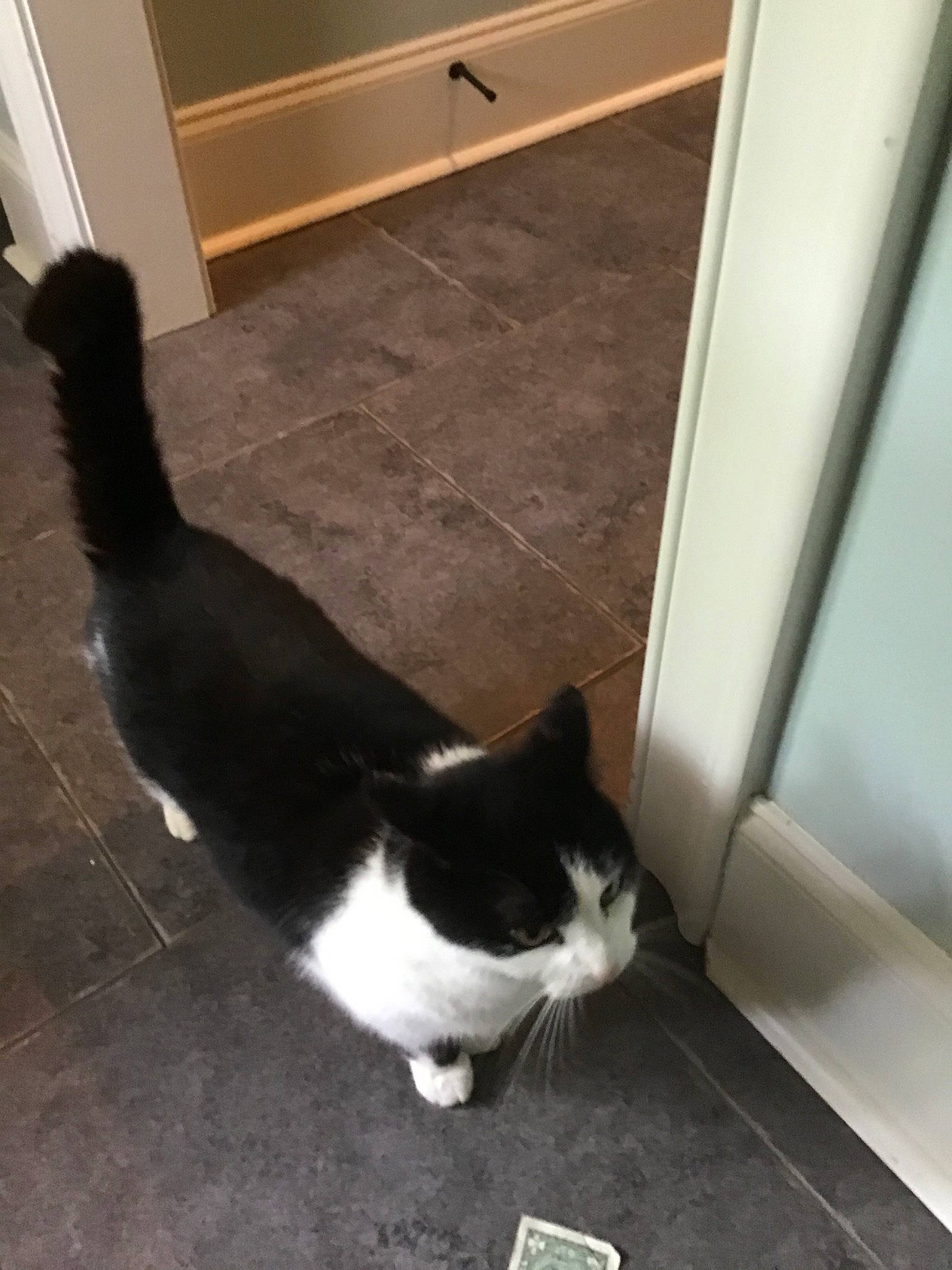 Dot Dot joined the competition — help win amazing prizes! black_and_white, black_cat, carnivore, cat, domestic_short_haired_cat, door, european_shorthair, felidae, floor, flooring, fur, hardwood, kitten, polydactyl_cat, room, small_to_medium_sized_cats, square, tail, tile, whiskers