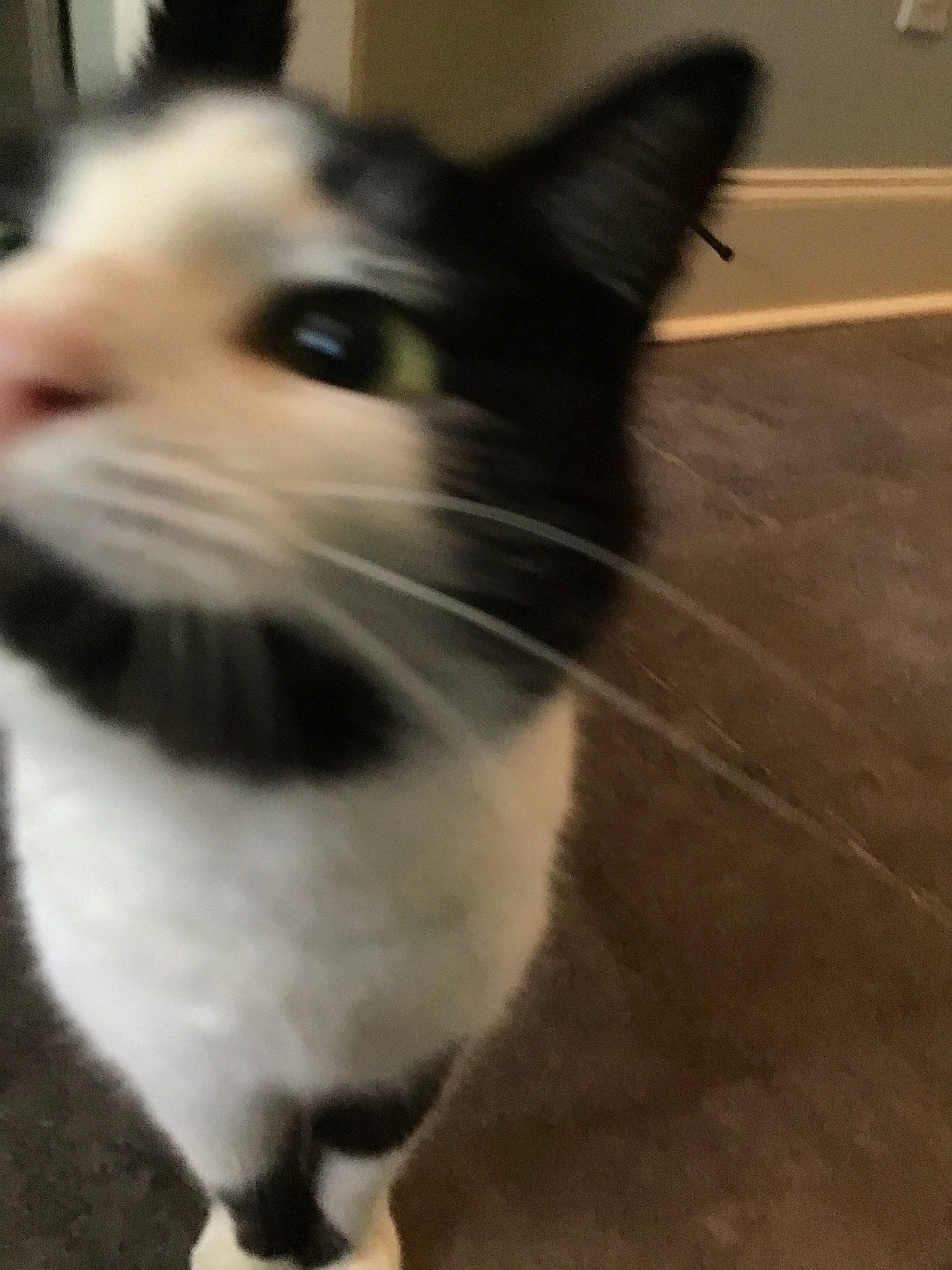 Dot Dot joined the competition — help win amazing prizes! black_and_white, carnivore, cat, domestic_short_haired_cat, ear, eye, felidae, fur, japanese_bobtail, kitten, mammal, munchkin, nose, photography, small_to_medium_sized_cats, snapshot, snout, tail, vertebrate, whiskers