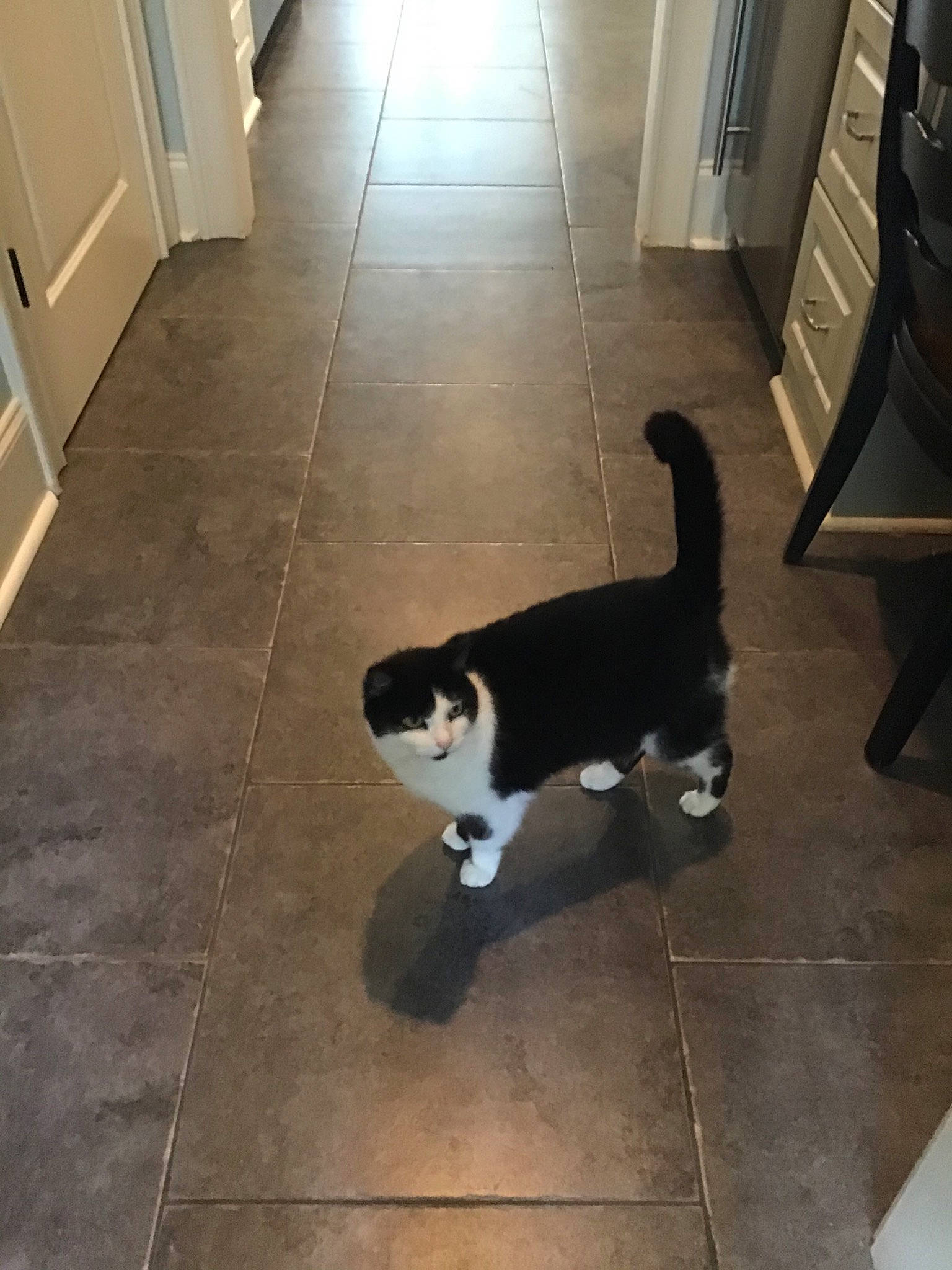 Dot Dot joined the competition — help win amazing prizes! canidae, carnivore, cat, dog_breed, domestic_short_haired_cat, fawn, felidae, floor, flooring, hardwood, kitten, small_to_medium_sized_cats, tail, tile, whiskers, wood