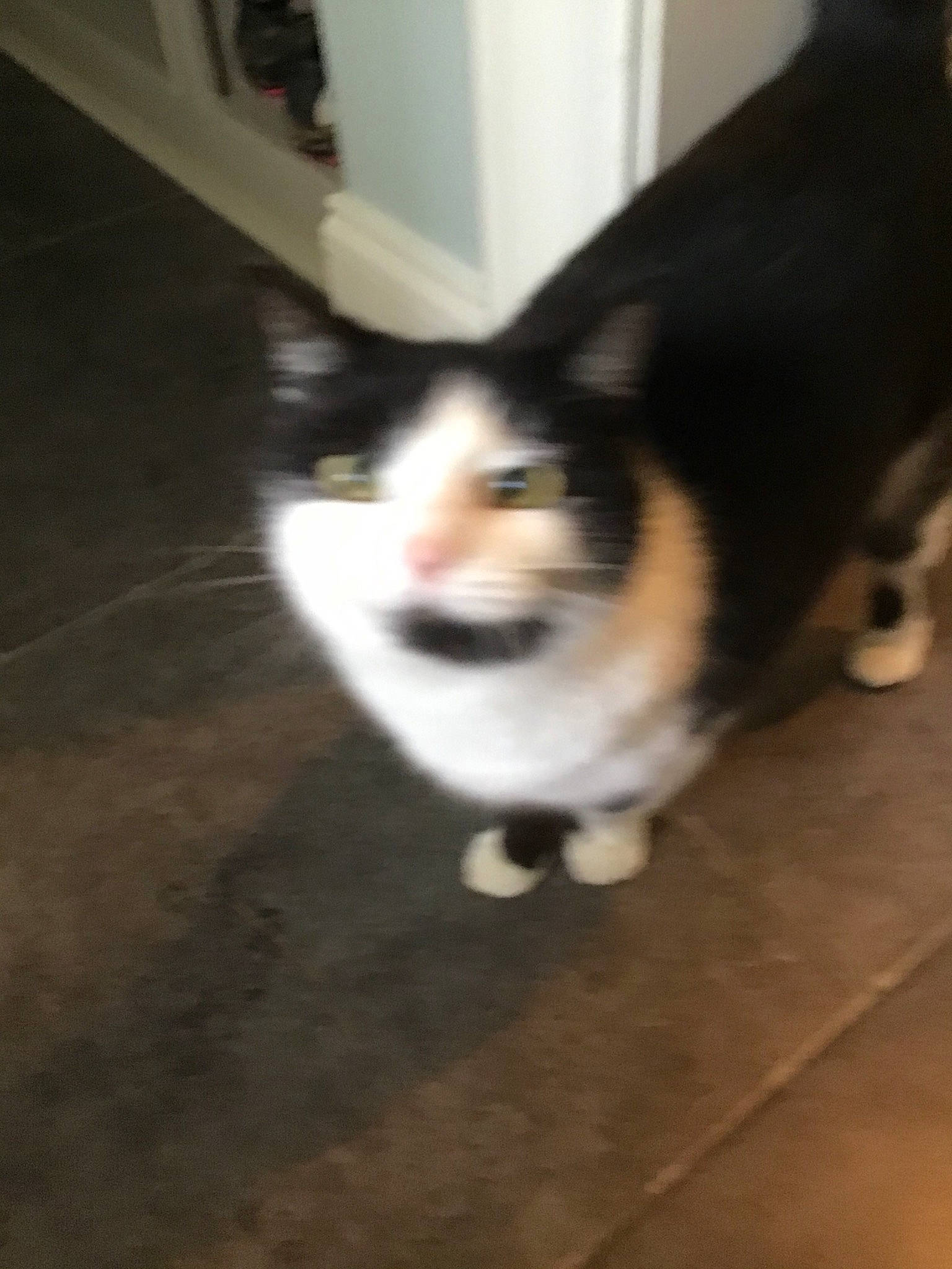 Dot Dot is registered to the contest to win money with this photo: canidae, carnivore, cat, dog_breed, domestic_short_haired_cat, european_shorthair, fawn, felidae, floor, flooring, fur, kitten, mammal, small_to_medium_sized_cats, snout, tail, whiskers