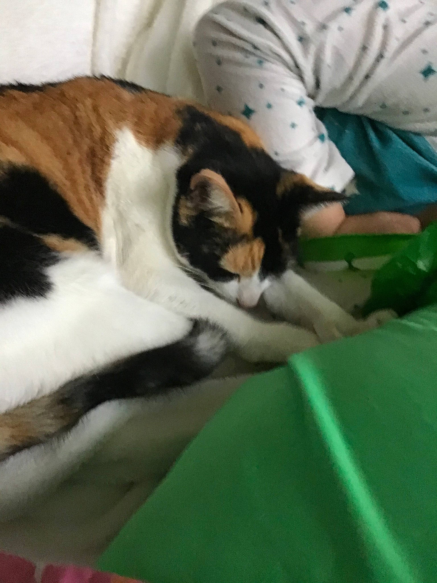 Polly is registered to the contest to win money with this photo: aegean_cat, american_wirehair, carnivore, cat, domestic_short_haired_cat, european_shorthair, eye, felidae, fur, kitten, nap, paw, small_to_medium_sized_cats, tail, textile, whiskers