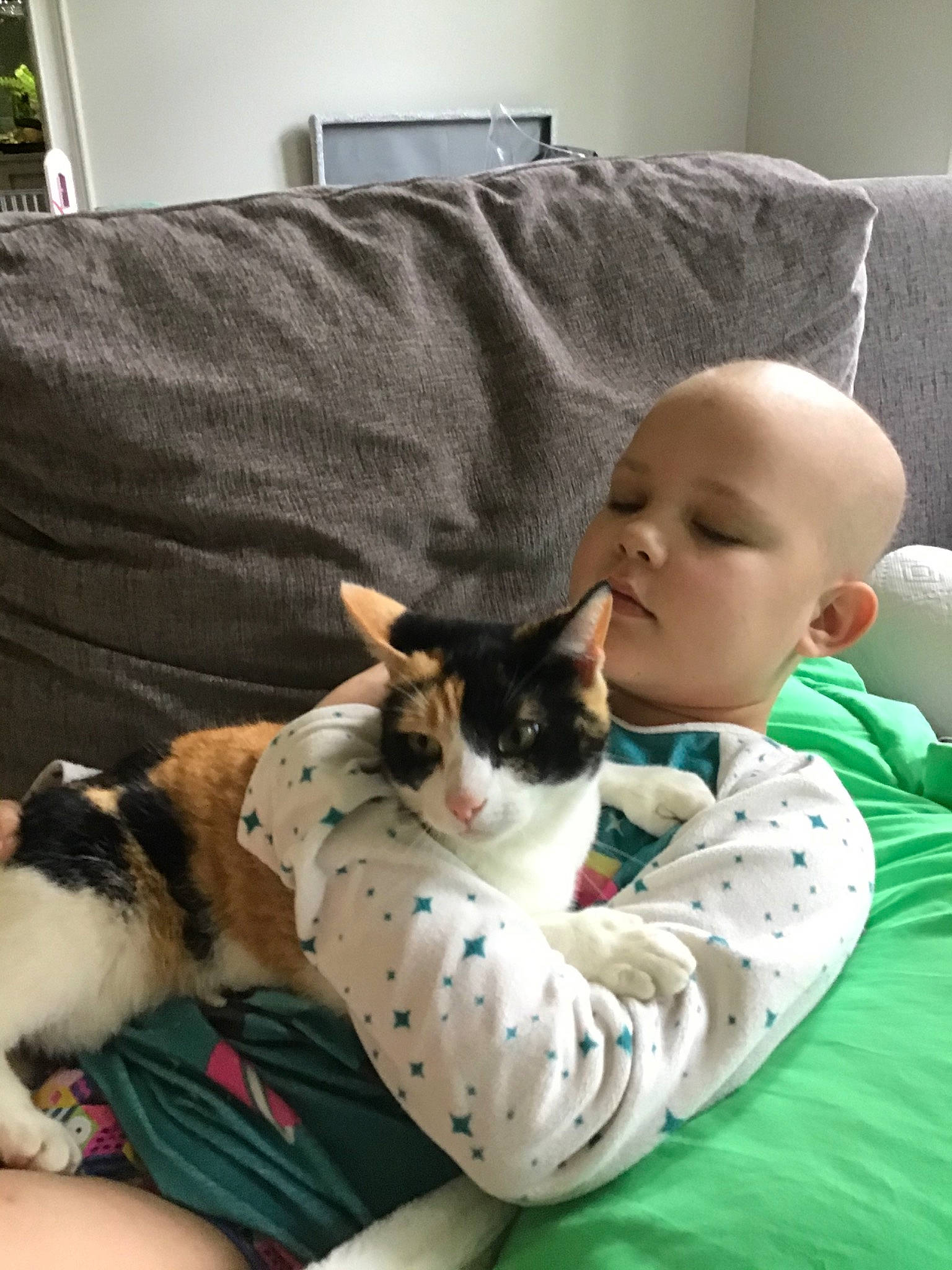 Polly is registered to the contest to win money with this photo: aegean_cat, asian, carnivore, cat, child, comfort, domestic_short_haired_cat, ear, european_shorthair, felidae, fur, kitten, lap, leg, nap, skin, small_to_medium_sized_cats, whiskers