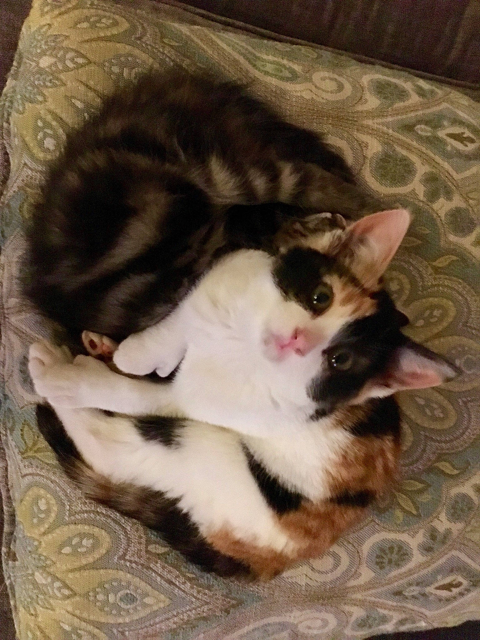 Polly joined the competition — help win amazing prizes! carnivore, cat, domestic_short_haired_cat, ear, european_shorthair, felidae, fur, kitten, nap, paw, skin, small_to_medium_sized_cats, whiskers