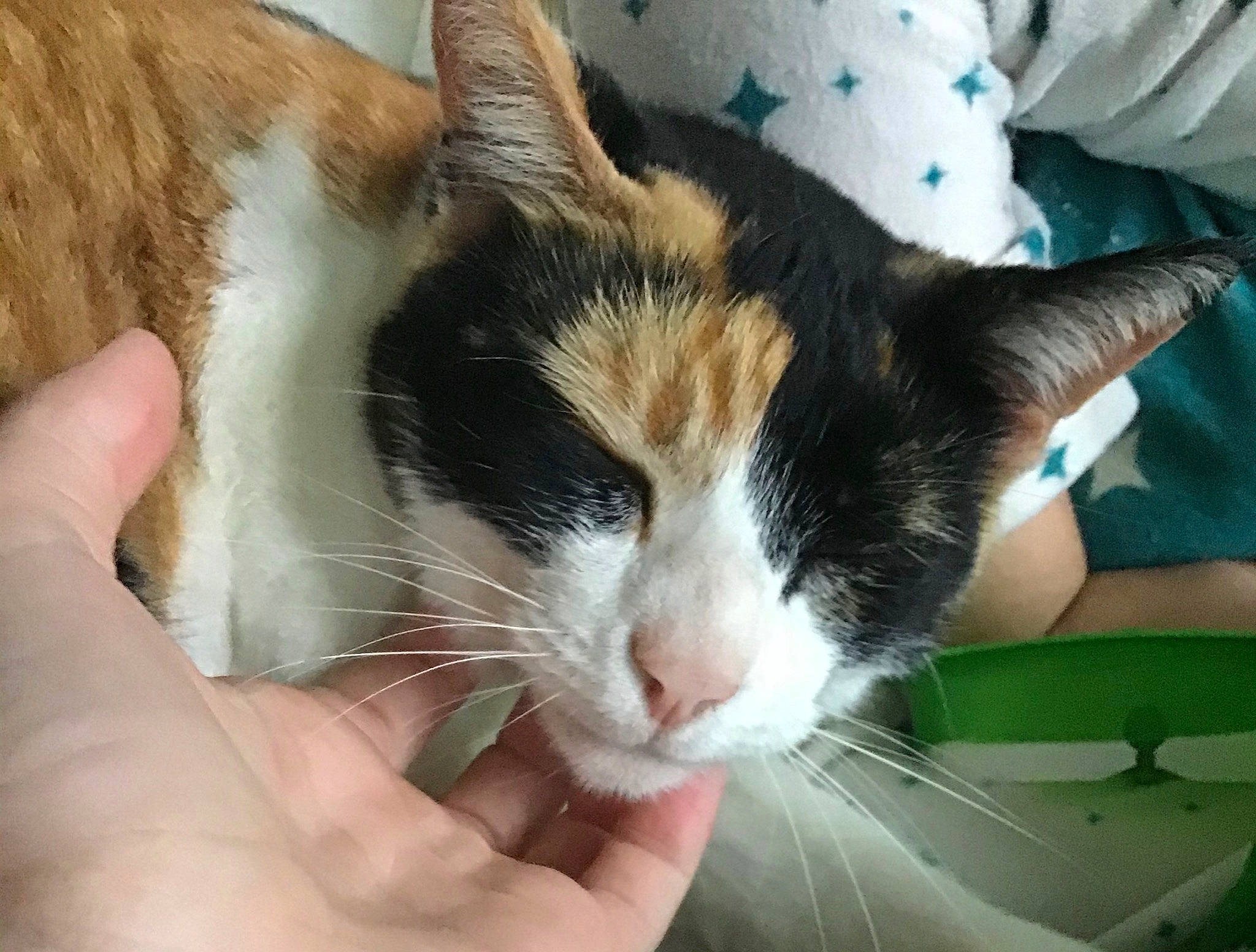 Polly joined the competition — help win amazing prizes! aegean_cat, carnivore, cat, domestic_short_haired_cat, ear, european_shorthair, eye, felidae, german_rex, hand, kitten, nap, small_to_medium_sized_cats, snowshoe, whiskers