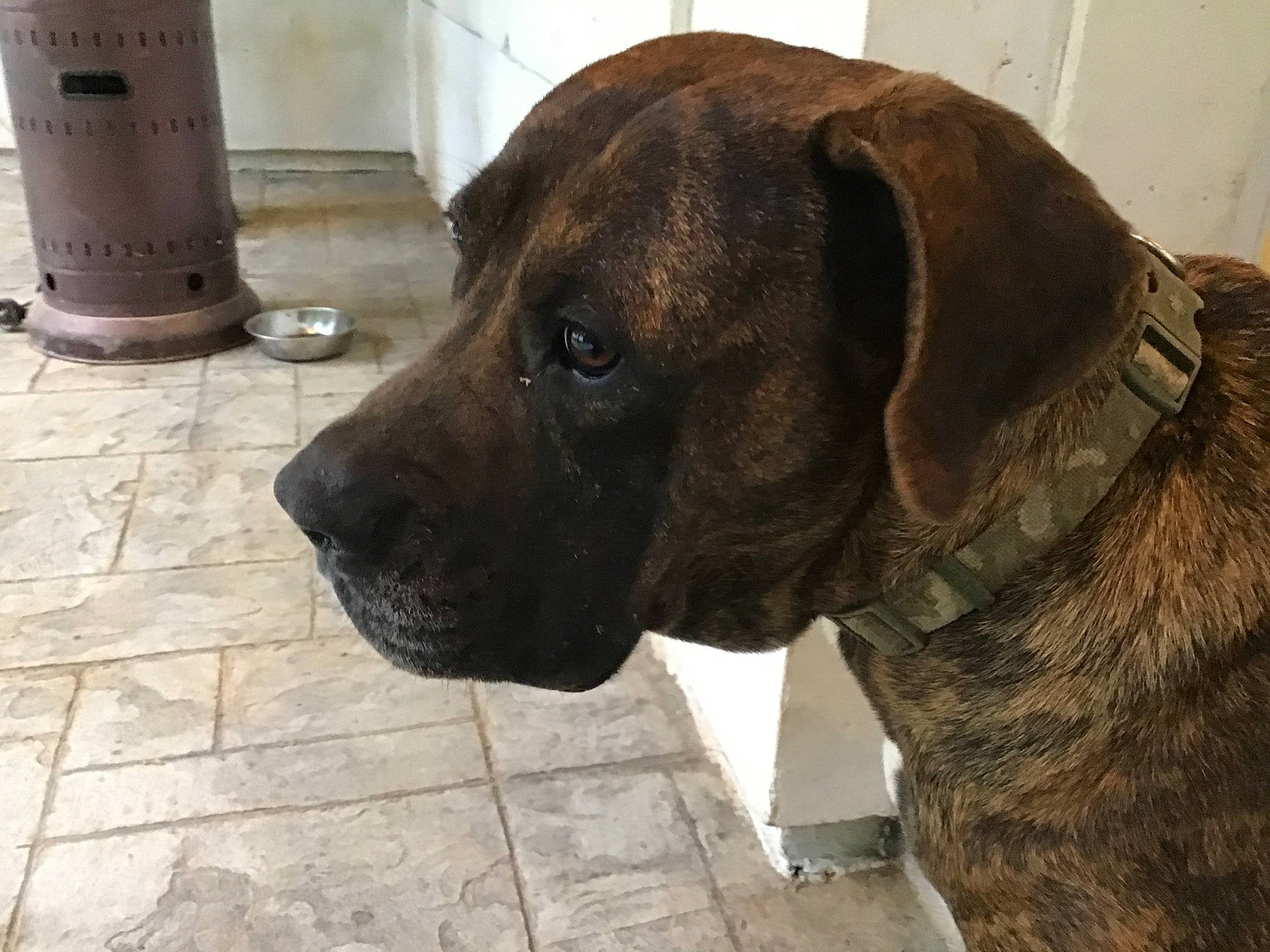 Buddy is registered to the contest to win money with this photo: alano_espanol, alaunt, american_mastiff, bandog, boerboel, canidae, carnivore, cimarron_uruguayo, dog, dog_breed, fawn, fila_brasileiro, guard_dog, hanover_hound, mammal, perro_de_presa_canario, plott_hound, snout, sporting_group, vertebrate