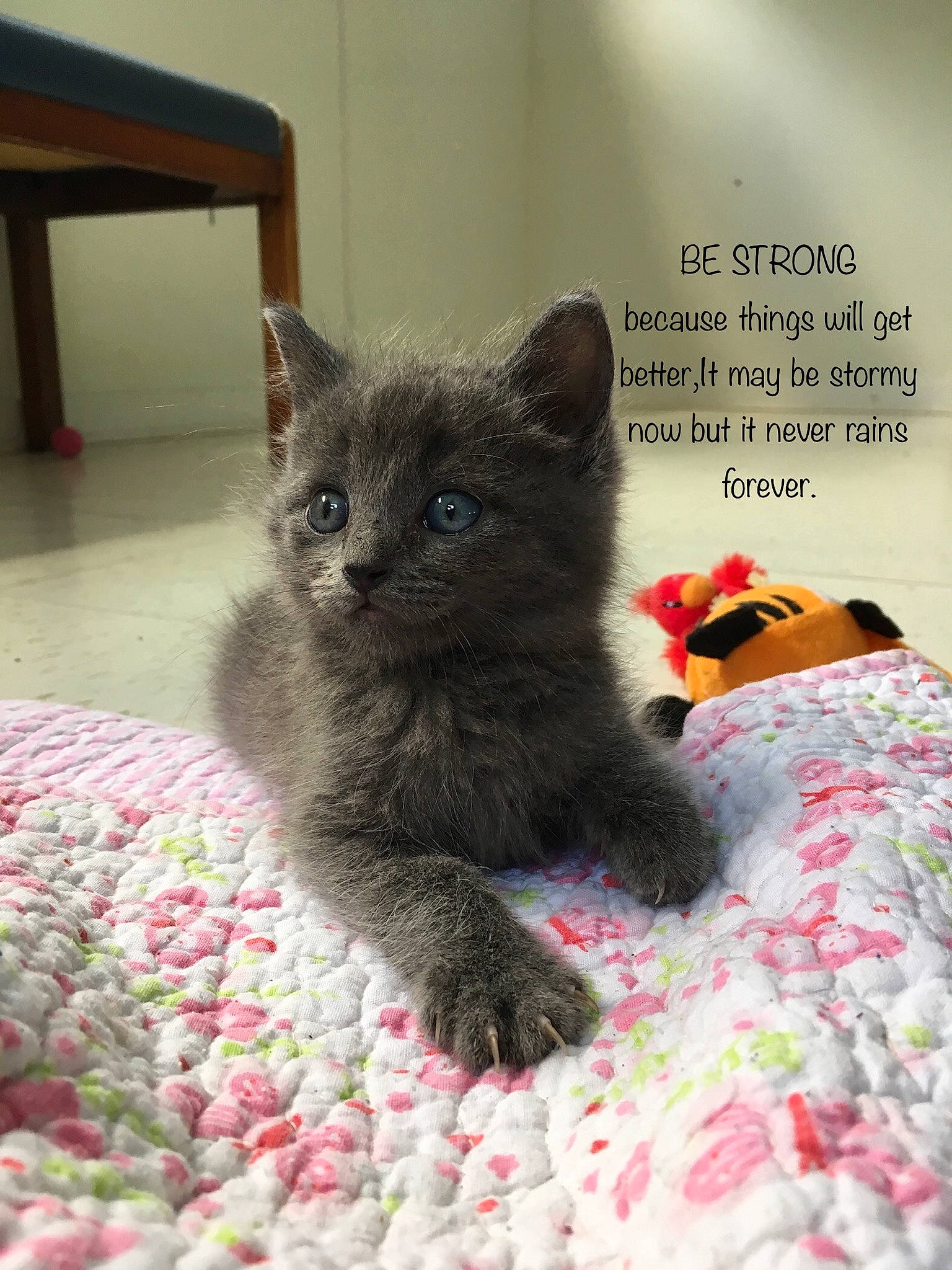 Shadow joined the competition — help win amazing prizes! asian, british_longhair, british_semi_longhair, british_shorthair, carnivore, cat, chartreux, domestic_short_haired_cat, fawn, felidae, kitten, korat, mammal, nebelung, polydactyl_cat, russian_blue, selkirk_rex, small_to_medium_sized_cats, vertebrate, whiskers