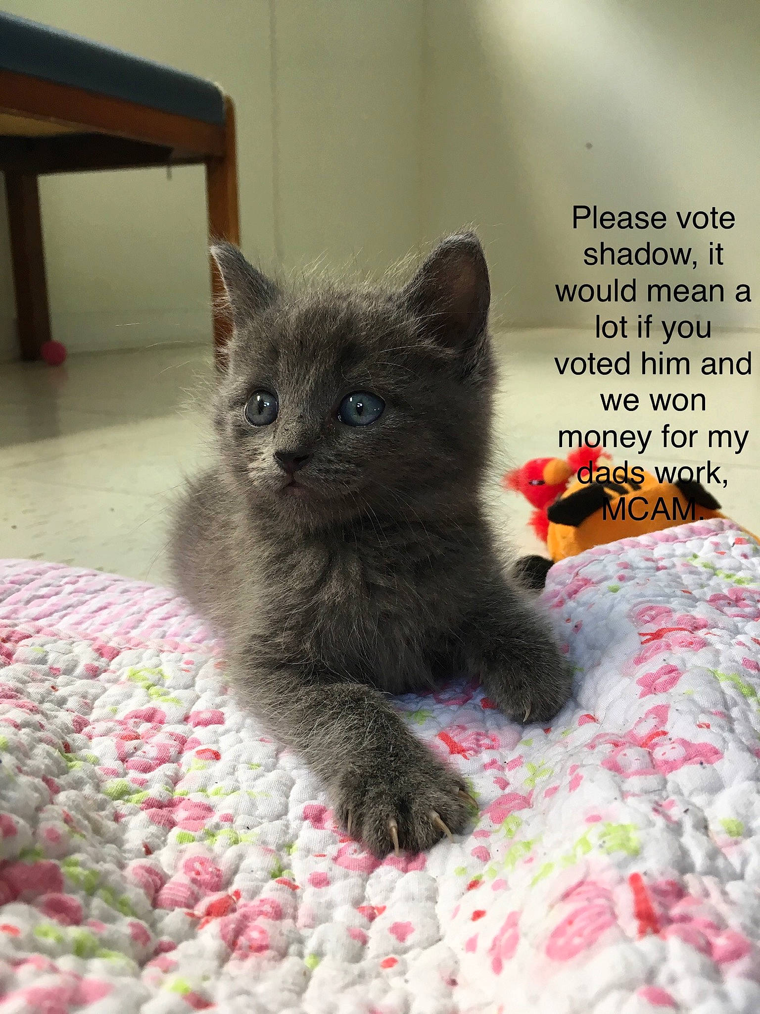Shadow is registered to the contest to win money with this photo: asian, british_longhair, british_semi_longhair, carnivore, cat, chartreux, domestic_short_haired_cat, fawn, felidae, kitten, korat, mammal, nebelung, polydactyl_cat, ragamuffin, russian_blue, selkirk_rex, small_to_medium_sized_cats, vertebrate, whiskers