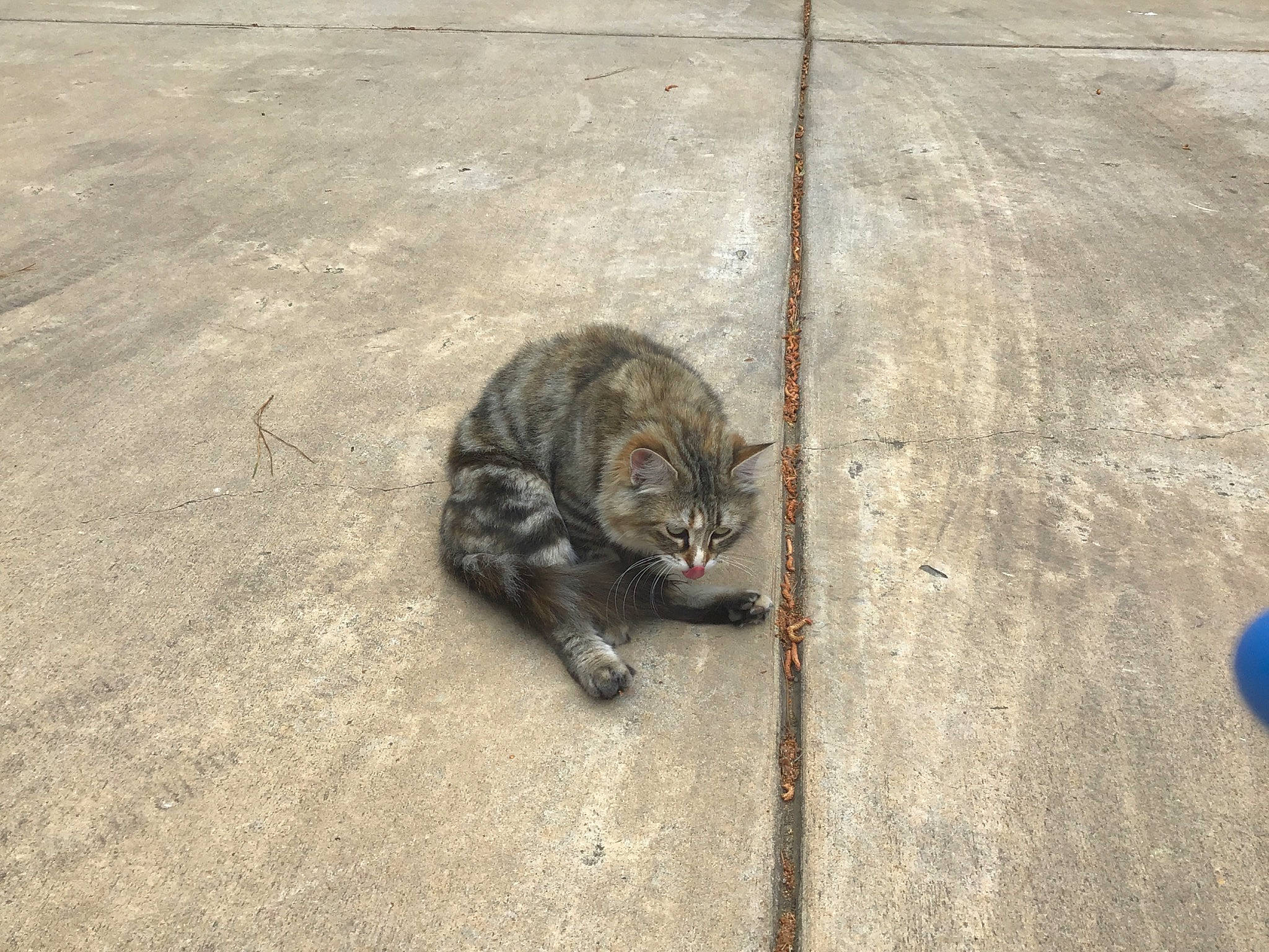 G.g. joined the competition — help win amazing prizes! carnivore, cat, domestic_short_haired_cat, european_shorthair, felidae, floor, flooring, kitten, road_surface, sand, small_to_medium_sized_cats, snout, tabby_cat, tail, whiskers