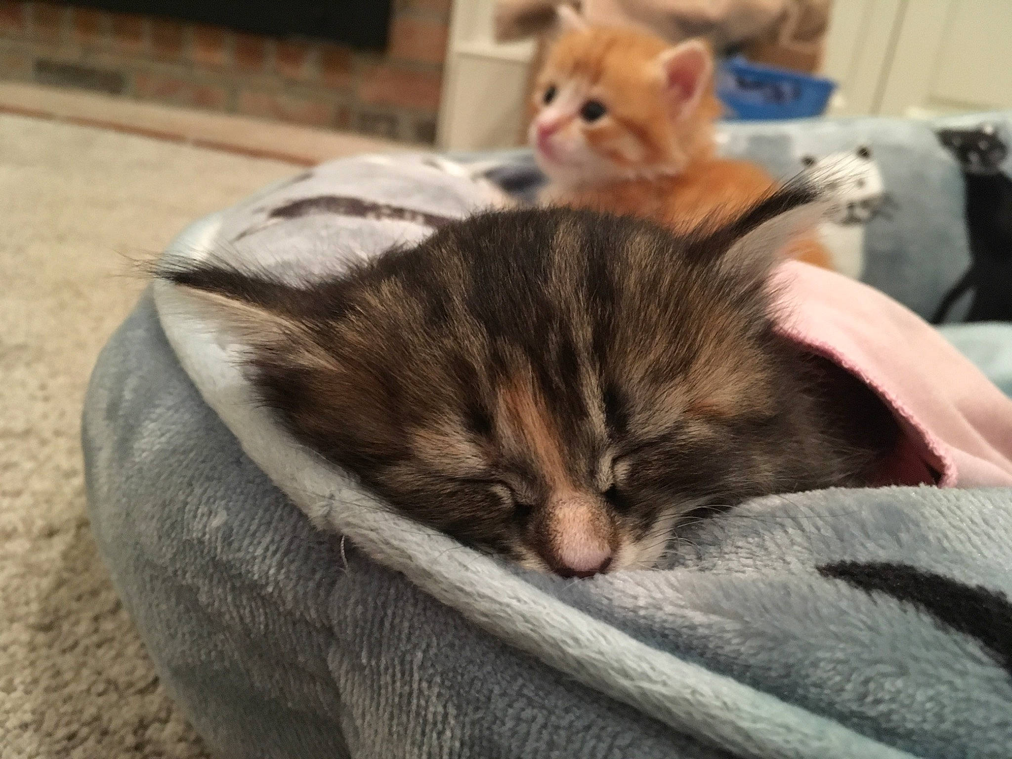 G.g. joined the competition — help win amazing prizes! american_curl, american_shorthair, asian, carnivore, cat, domestic_short_haired_cat, dragon_li, european_shorthair, fawn, felidae, fur, kitten, mammal, munchkin, nap, small_to_medium_sized_cats, tabby_cat, tail, vertebrate, whiskers