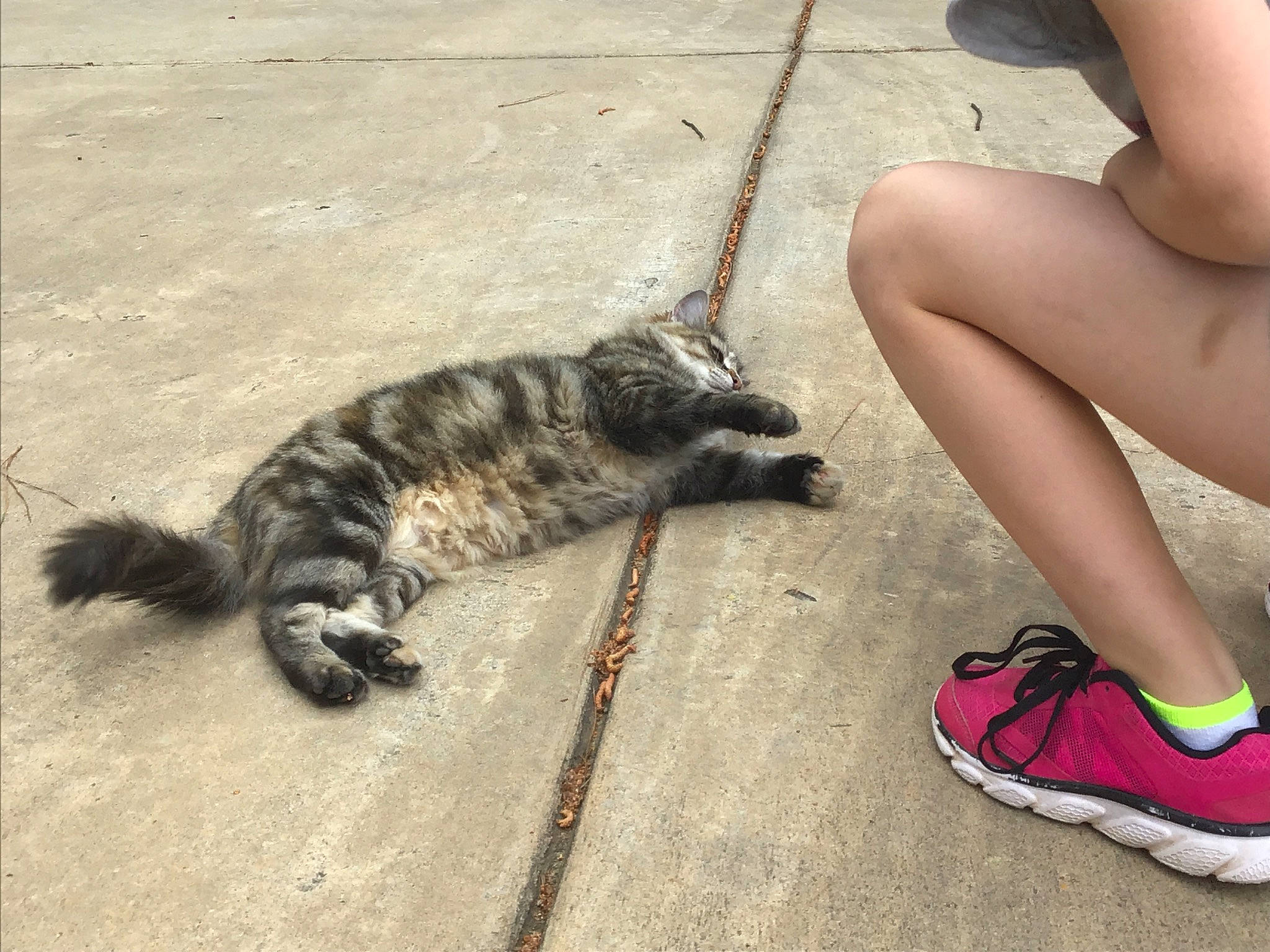 G.g. joined the competition — help win amazing prizes! carnivore, cat, domestic_short_haired_cat, european_shorthair, felidae, floor, footwear, human_leg, kitten, leg, play, shoe, small_to_medium_sized_cats, tabby_cat, tail, thigh, vacation