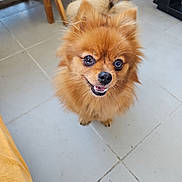 Chanel a rejoint le concours — aidez-le/la à gagner de superbes lots ! dog, pomeranian, pet, fluffy, smiling, indoor, floor, tile, brown, cute, animal, canine, small_dog, looking_up, fur, ears, nose, teeth, tail, wooden_furniture