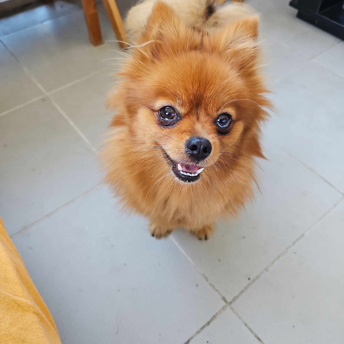 Chanel a rejoint le concours — aidez-le/la à gagner de superbes lots ! animal, brown, canine, cute, dog, ears, floor, fluffy, fur, indoor, looking_up, nose, pet, pomeranian, small_dog, smiling, tail, teeth, tile, wooden_furniture