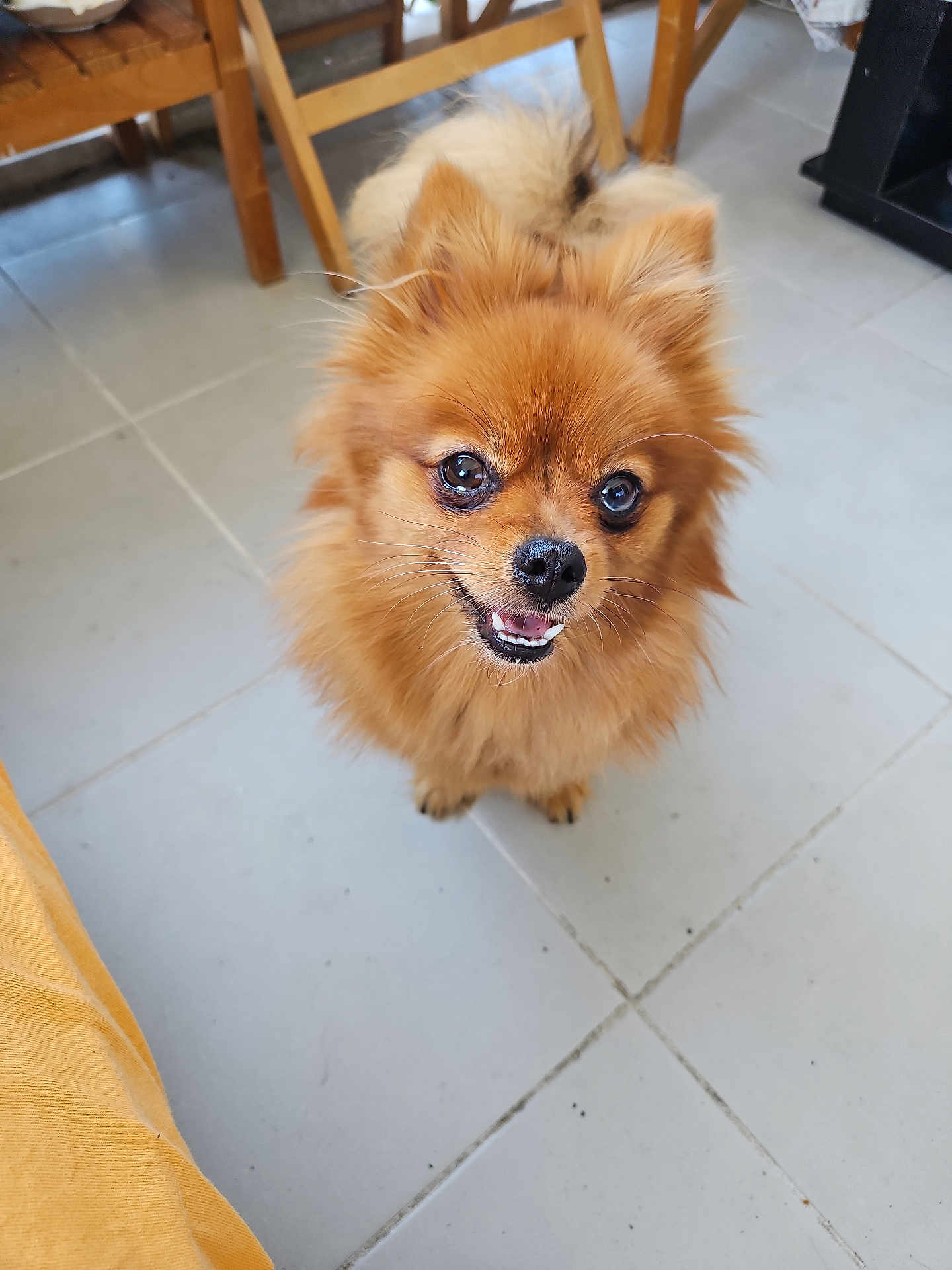 Chanel a rejoint le concours — aidez-le/la à gagner de superbes lots ! dog, pomeranian, pet, fluffy, smiling, indoor, floor, tile, brown, cute, animal, canine, small_dog, looking_up, fur, ears, nose, teeth, tail, wooden_furniture