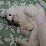 Pongo is registered to the contest to win money with this photo: cat, pet, animal, feline, bed, bedding, fluffy, white, tabby, paw, relaxed, cute, indoor, resting, sleepy, soft, fur, pink_nose, whiskers, cozy