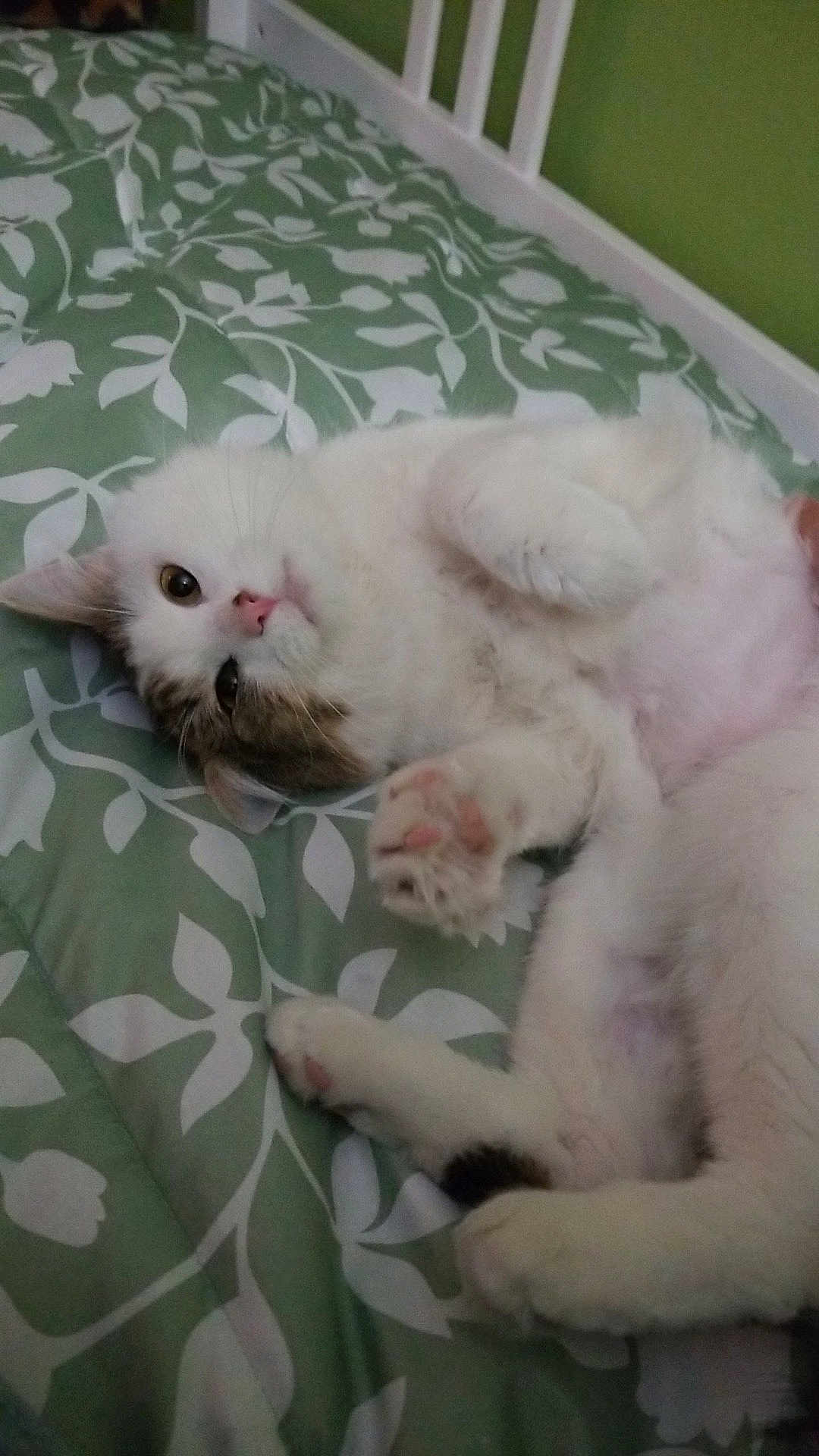 Pongo