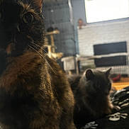 Ember is registered to the contest to win money with this photo: blanket, bokeh, cage, cat, closeup, curiosity, domestic_animal, fireplace, fur, furniture, gray_cat, indoor, living_room, pair, pet, portrait, skull_pattern, tortoiseshell_cat, whiskers, window