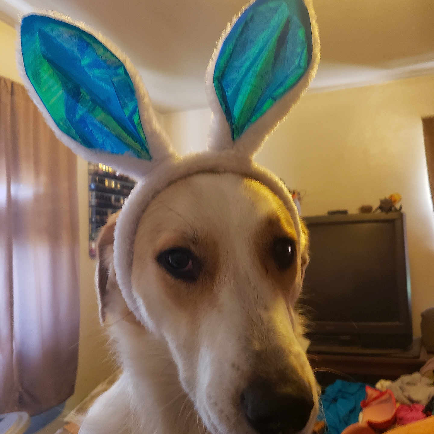 Sadie joined the competition — help win amazing prizes! animal, architecture, baby, building, canine, computerhardware, dog, electronics, entertainmentcenter, furniture, hardware, hound, indoors, interiordesign, monitor, person, pet, puppy, screen, tv
