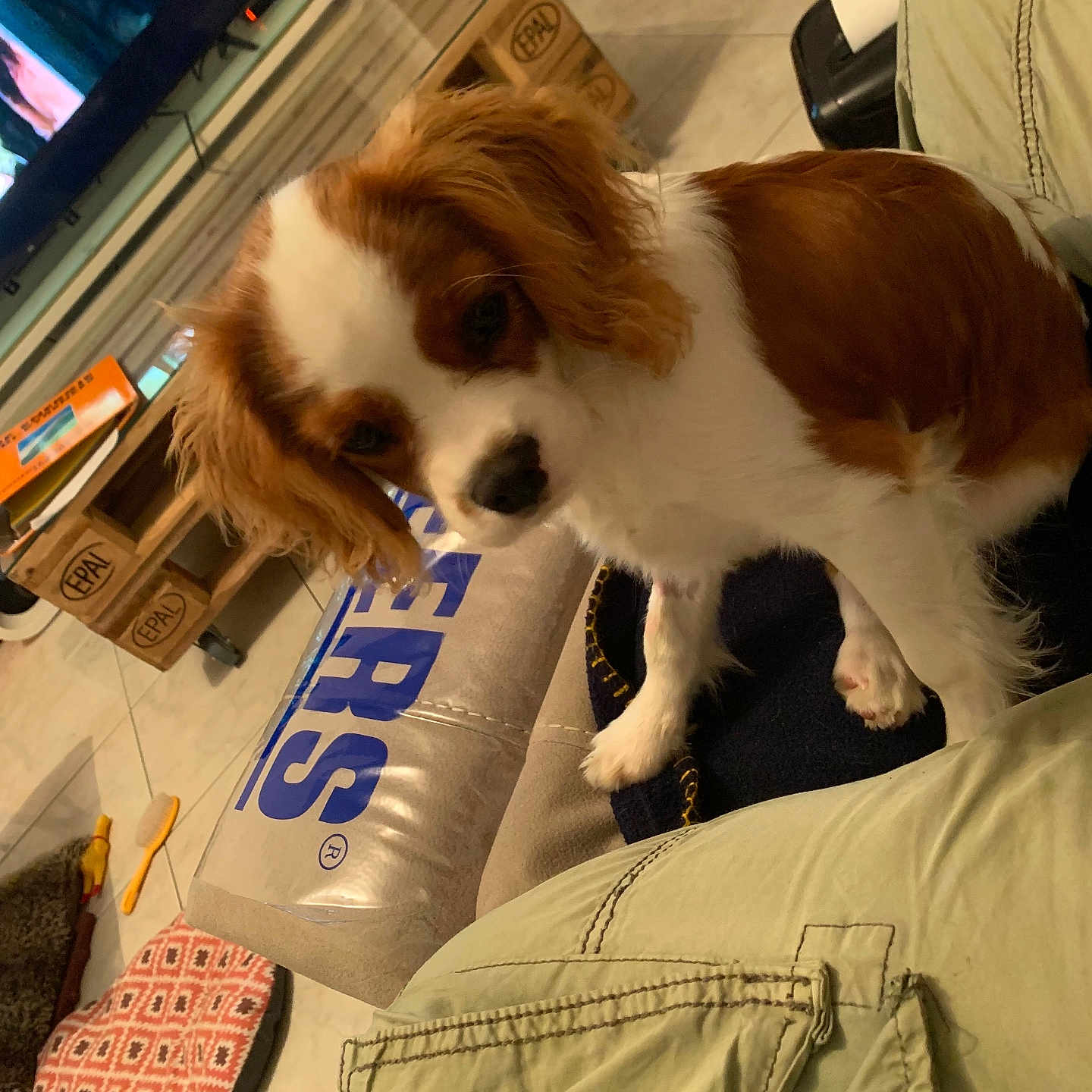 Vasco participe au concours pour gagner de l'argent avec cette photo : adult, animal, architecture, building, canine, computerhardware, couch, dog, electronics, furniture, hardware, indoors, livingroom, male, monitor, pet, puppy, room, screen, tv