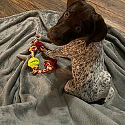 Beau joined the competition — help win amazing prizes! adorable, blanket, blue_tick, brown_head, chew_toy, close_up, cozy, curious, dog, gray_blanket, indoors, long_ears, lying_down, pet, playful, portrait, puppy, rope_toy, spotted_coat, wood_floor