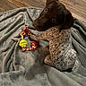 adorable, blanket, blue_tick, brown_head, chew_toy, close_up, cozy, curious, dog, gray_blanket, indoors, long_ears, lying_down, pet, playful, portrait, puppy, rope_toy, spotted_coat, wood_floor