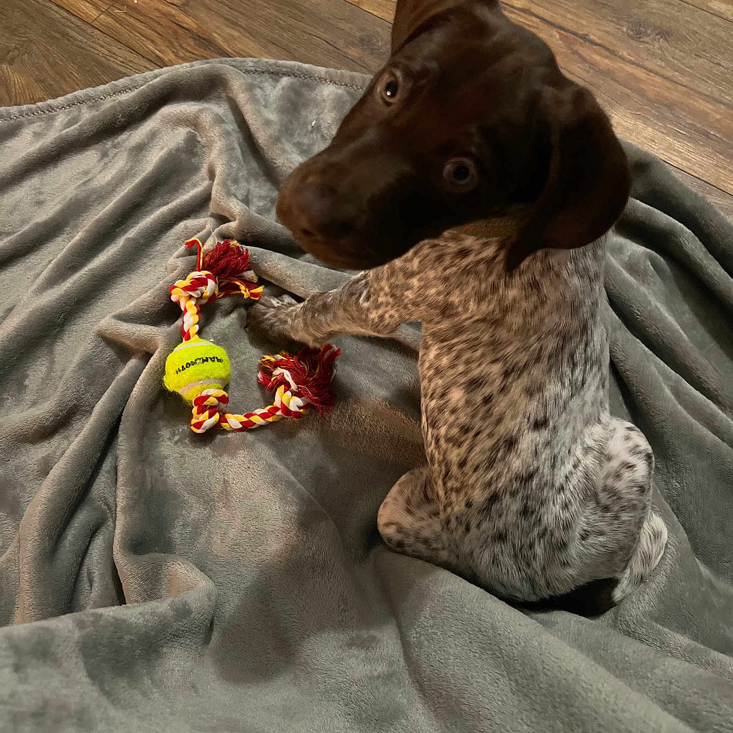 Beau