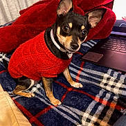 Penny is registered to the contest to win money with this photo: animal, black_brown_dog, companion, cozy, curtains, cute, dog, furniture, home, indoor, laptop, looking_up, pet, plaid_blanket, red_blanket, red_sweater, sitting, small_dog, warm, wooden_frame