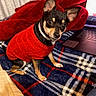 animal, black_brown_dog, companion, cozy, curtains, cute, dog, furniture, home, indoor, laptop, looking_up, pet, plaid_blanket, red_blanket, red_sweater, sitting, small_dog, warm, wooden_frame