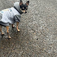 Penny Lane Smith is registered to the contest to win money with this photo: dog, small_dog, hoodie, clothing, wet_pavement, outdoor, animal, pet, black_and_tan, standing, side_view, ears_up, curious_expression, rainy_weather, asphalt, texture, pavement, canine, cute, casual