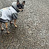 dog, small_dog, hoodie, clothing, wet_pavement, outdoor, animal, pet, black_and_tan, standing, side_view, ears_up, curious_expression, rainy_weather, asphalt, texture, pavement, canine, cute, casual