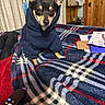 Penny Lane Smith is registered to the contest to win money with this photo: dog, hoodie, pet, indoor, blanket, plaid, bed, ears, curious, small_dog, cozy, wooden_wall, papers, remote_control, fabric, animal, cute, black_and_tan, resting, home