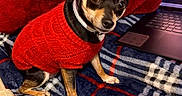 Penny Lane Smith is registered to the contest to win money with this photo: dog, small_dog, red_sweater, plaid_blanket, blue_blanket, red_blanket, indoor, pet, canine, attentive, black_dog, tan_markings, sitting, cozy, warm_clothing, laptop, technology, curtains, wooden_frame, floor