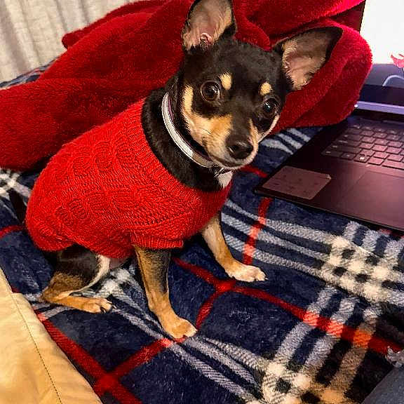 Penny Lane Smith is registered to the contest to win money with this photo: dog, small_dog, red_sweater, plaid_blanket, blue_blanket, red_blanket, indoor, pet, canine, attentive, black_dog, tan_markings, sitting, cozy, warm_clothing, laptop, technology, curtains, wooden_frame, floor