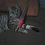 Remi Hennuyer participe au concours pour gagner de l'argent avec cette photo : cat, tabby, couch, knife, red_handle, animal, pet, indoor, feline, striped, laying_down, wide_eyes, looking_at_camera, dark, furniture, home, domestic, paws, resting, curious