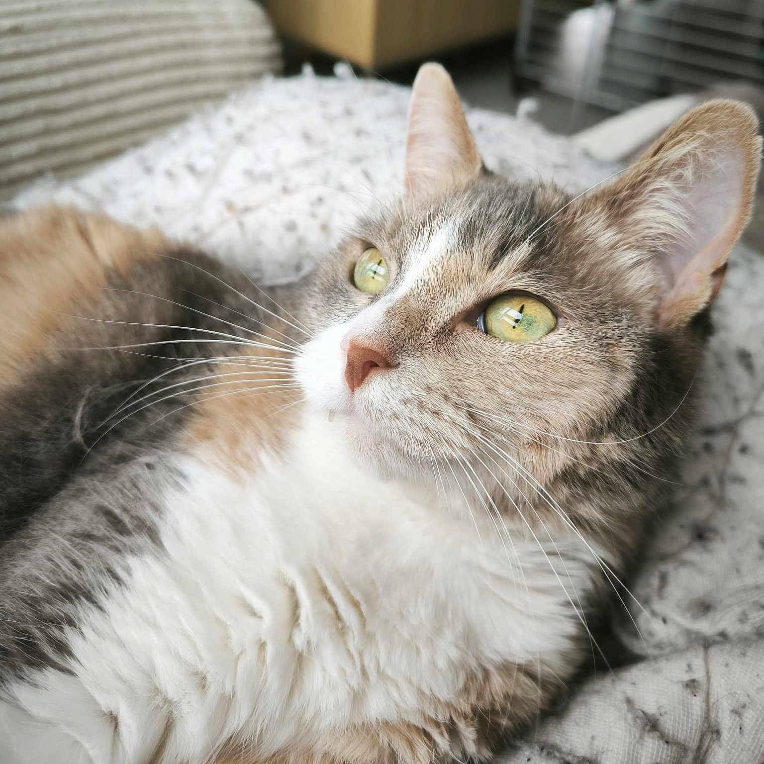 Remi Hennuyer participe au concours pour gagner de l'argent avec cette photo : animal, blanket, calm, cat, close_up, cozy, cute, domestic, feline, fluffy, focus, fur, green_eyes, indoor, pet, portrait, relaxed, resting, soft, whiskers