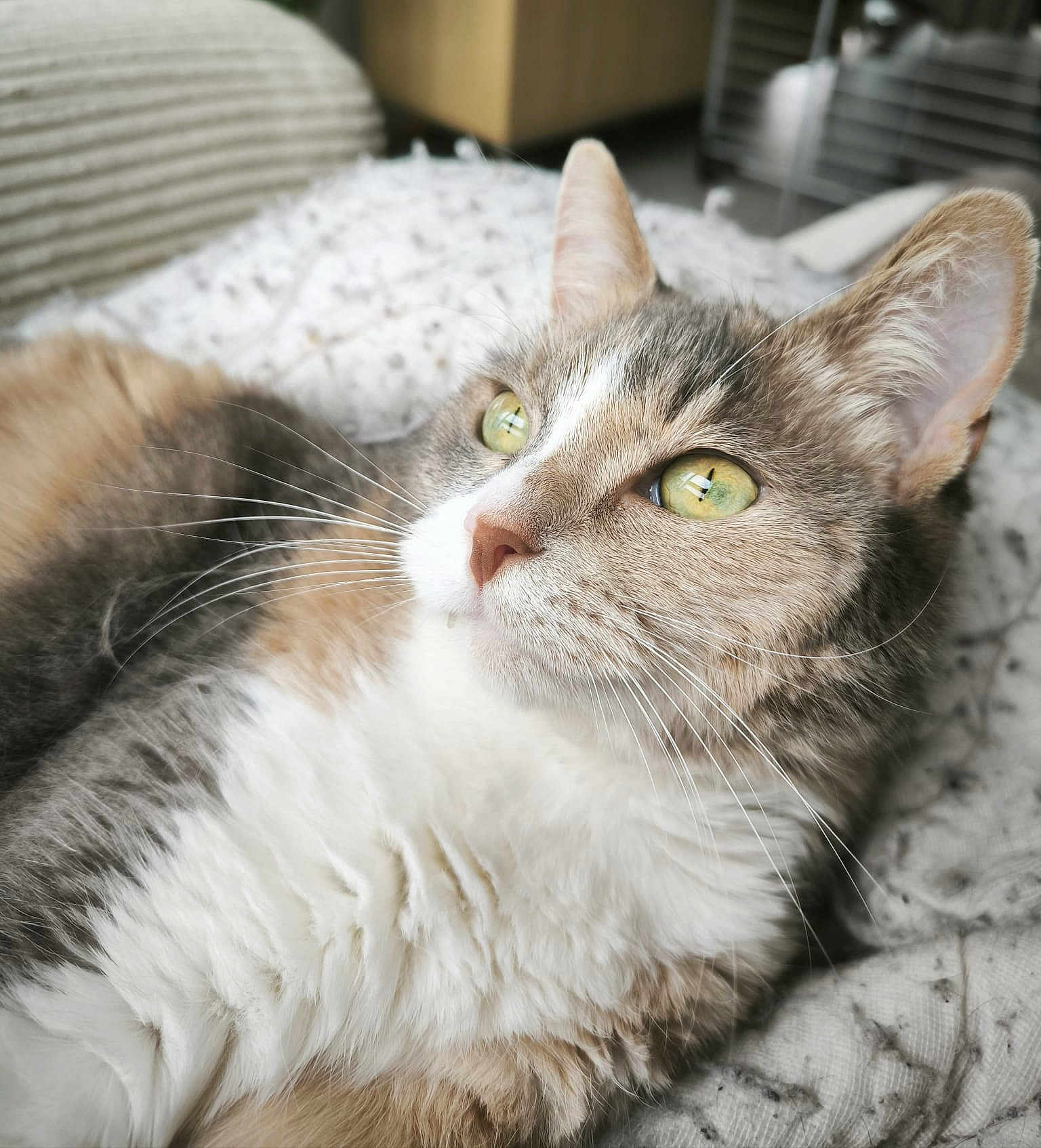 Remi Hennuyer participe au concours pour gagner de l'argent avec cette photo : cat, close_up, fluffy, green_eyes, whiskers, soft, blanket, indoor, pet, feline, cute, relaxed, fur, animal, domestic, portrait, resting, calm, focus, cozy