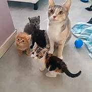 Remi Hennuyer participe au concours pour gagner de l'argent avec cette photo : cat, kitten, animal, pets, indoor, floor, curious, mammal, feline, family, group, cute, small, fur, whiskers, ears, tail, domestic, home, playful