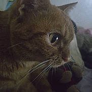 Kit-Cat is registered to the contest to win money with this photo: animal, bed, blanket, brown_tabby, cat, close_up, companion, curious, cute, domestic_cat, ears, feline, fur, indoor, looking, mammal, pet, profile, soft_light, whiskers