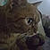 Kit-Cat
