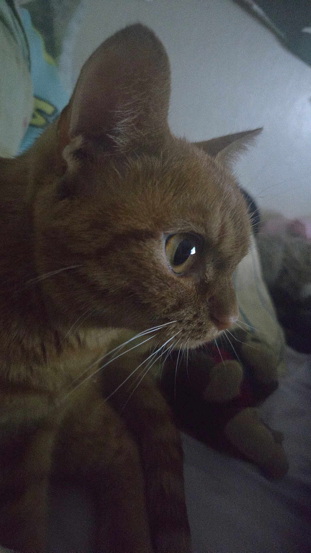 Kit-Cat