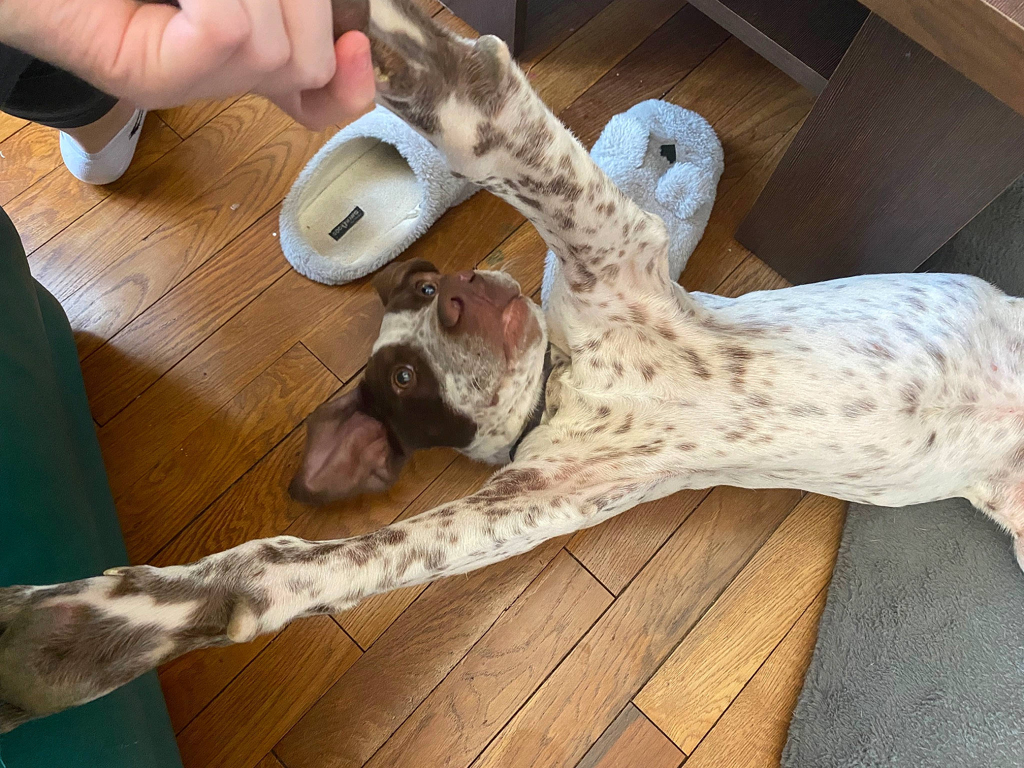 Tasko a rejoint le concours — aidez-le/la à gagner de superbes lots ! canidae, carnivore, companion_dog, dog_breed, fawn, felidae, flooring, fur, hardwood, machine, nail, plywood, sporting_group, terrestrial_animal, tree, trunk, wood, wood_stain