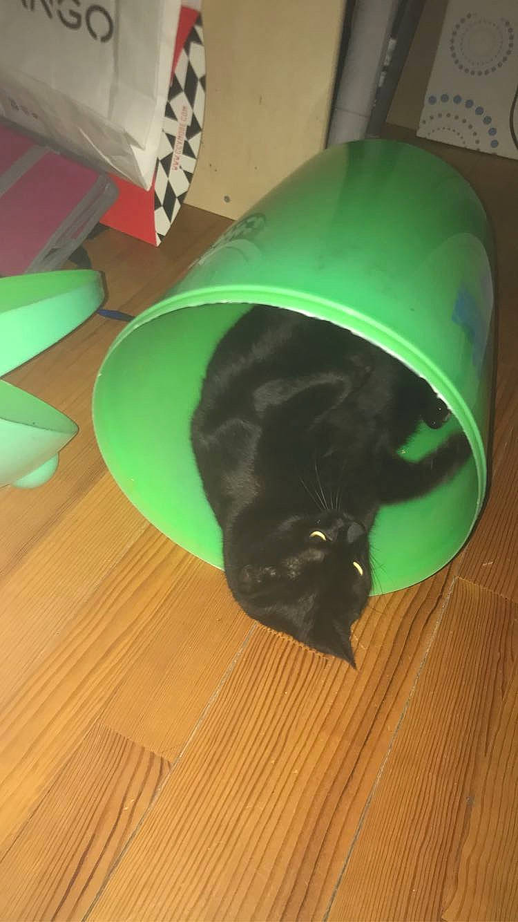 Ninou a rejoint le concours — aidez-le/la à gagner de superbes lots ! carnivore, cat, comfort, dog_breed, felidae, flooring, grass, hardwood, laminate_flooring, personal_protective_equipment, plywood, small_to_medium_sized_cats, snout, table, tail, tints_and_shades, whiskers, wood, wood_flooring, wood_stain