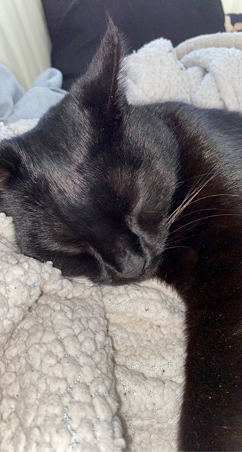 Ninou participe au concours pour gagner de l'argent avec cette photo : black_cat, carnivore, cat, claw, comfort, domestic_short_haired_cat, felidae, foot, fur, grey, human_leg, nap, paw, sleep, small_to_medium_sized_cats, snout, tail, terrestrial_animal, vertebrate, whiskers