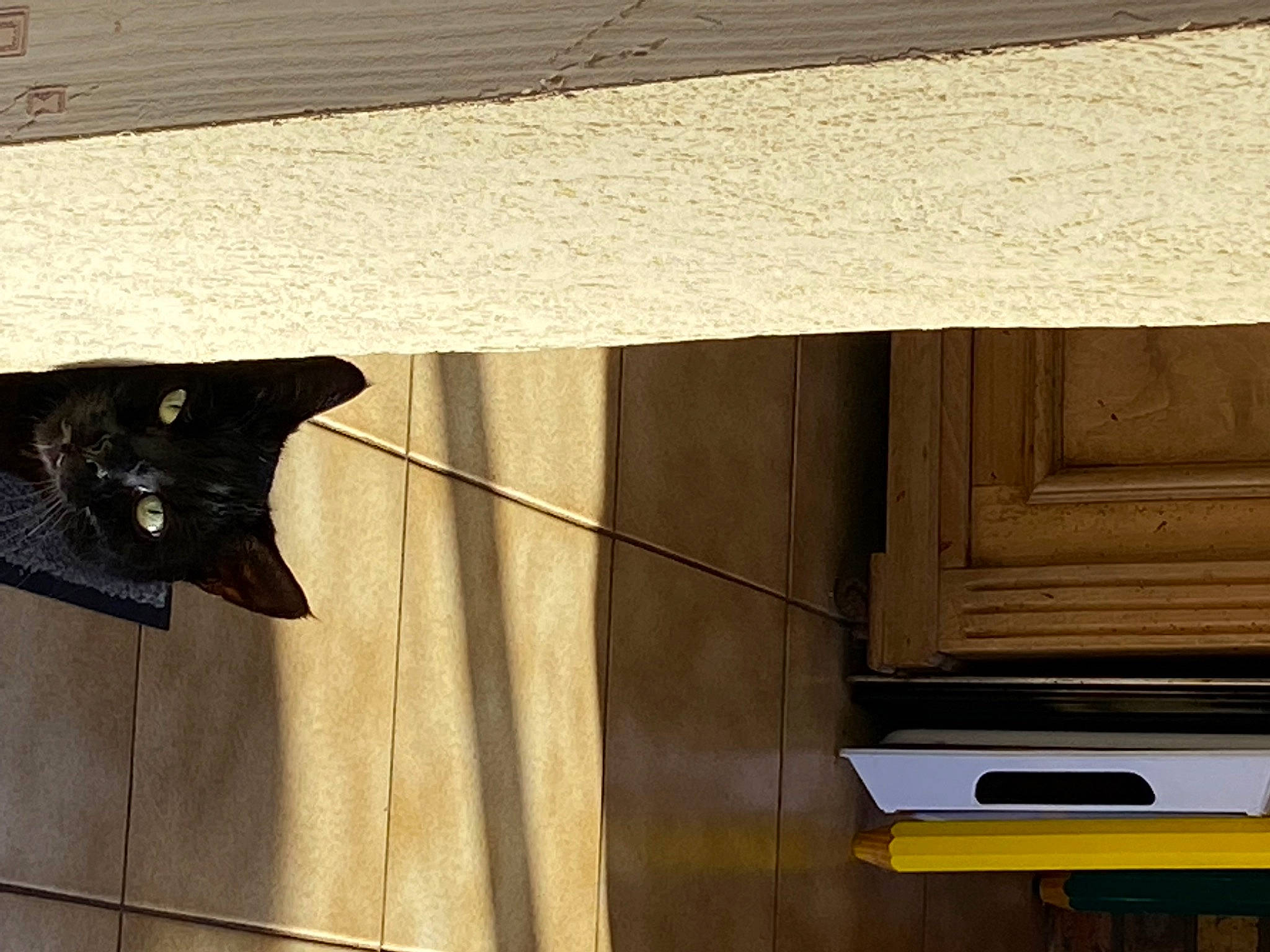 Ninou participe au concours pour gagner de l'argent avec cette photo : black_cat, bombay, brown, carnivore, cat, domestic_short_haired_cat, felidae, hardwood, paint, plant, plywood, rectangle, shade, small_to_medium_sized_cats, tail, tints_and_shades, whiskers, window, wood, wood_stain