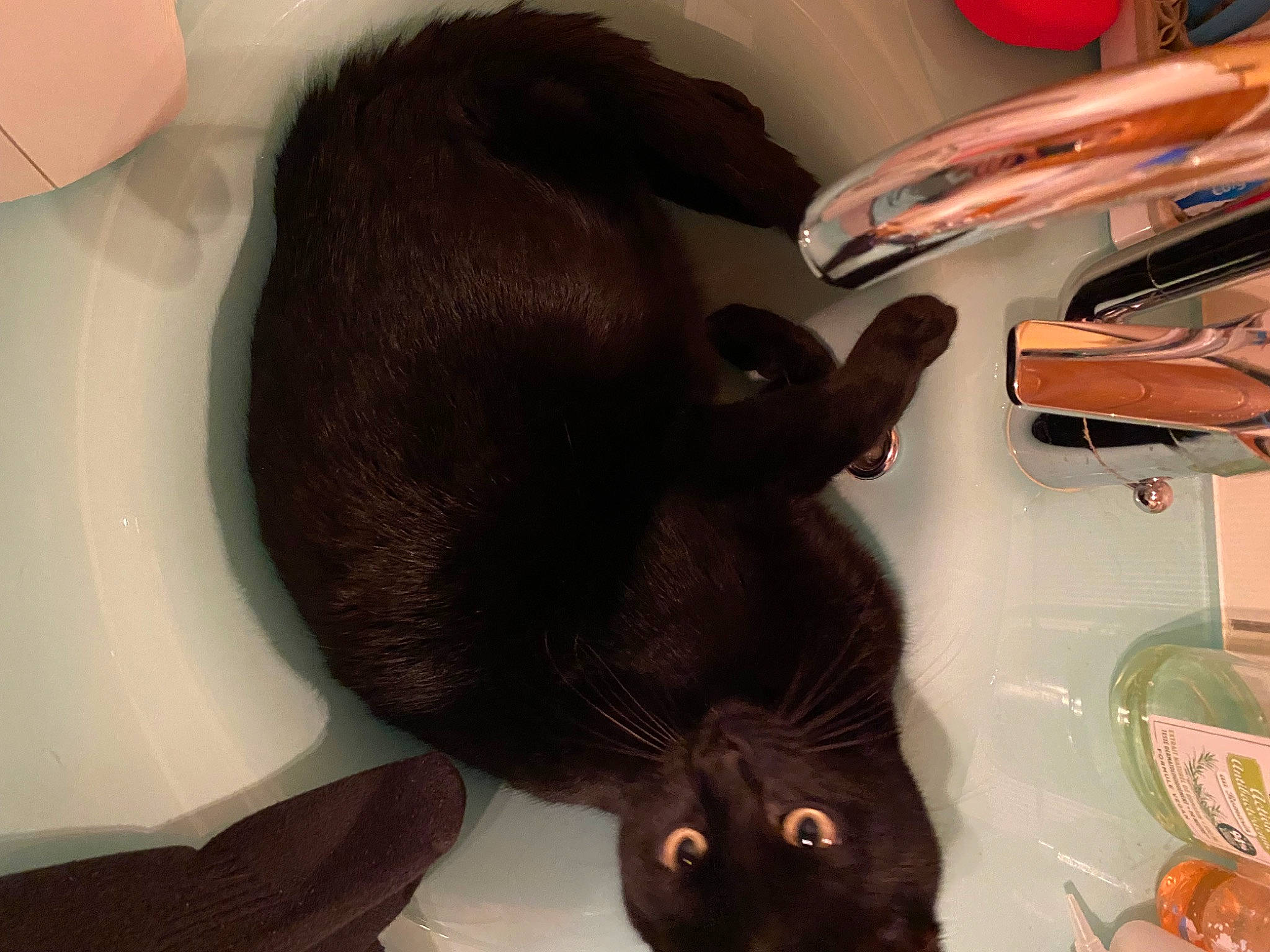 Ninou participe au concours pour gagner de l'argent avec cette photo : black_cat, bombay, cat, claw, comfort, ear, everyday_carry, eyewear, felidae, fur, liver, office_supplies, pen, personal_protective_equipment, small_to_medium_sized_cats, snout, tail, vegetable, whiskers, writing_implement