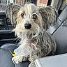 dog, small_dog, shaggy, long_hair, floppy_ears, heterochromia, blue_eye, brown_eye, pet, animal, portrait, close_up, sitting, car_interior, car_seat, vehicle, road_trip, leash, gray_fur, white_fur
