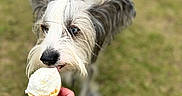 Howard Aka Howie joined the competition — help win amazing prizes! dog, ice_cream, ice_cream_cone, treat, hand, outdoor, grass, pet, scruffy, long_hair, white_fur, gray_fur, canine, nose, eyes, ears, leash, portrait, close_up, funny