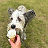 dog, ice_cream, ice_cream_cone, treat, hand, outdoor, grass, pet, scruffy, long_hair, white_fur, gray_fur, canine, nose, eyes, ears, leash, portrait, close_up, funny