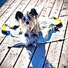 dog, small_dog, long_hair, floppy_ears, scruffy_fur, black_and_white, sitting, outdoor, wooden_deck, deck, towel, sunlight, shadow, blue_shadow, summer, portrait, pet, animal, relaxed, photography